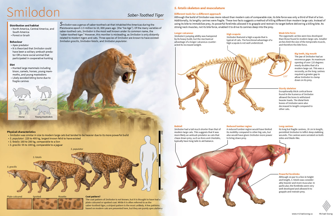 Smilodon Fatalis