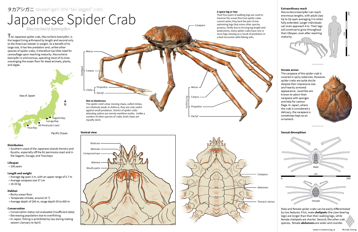 Japanese Spider Crab