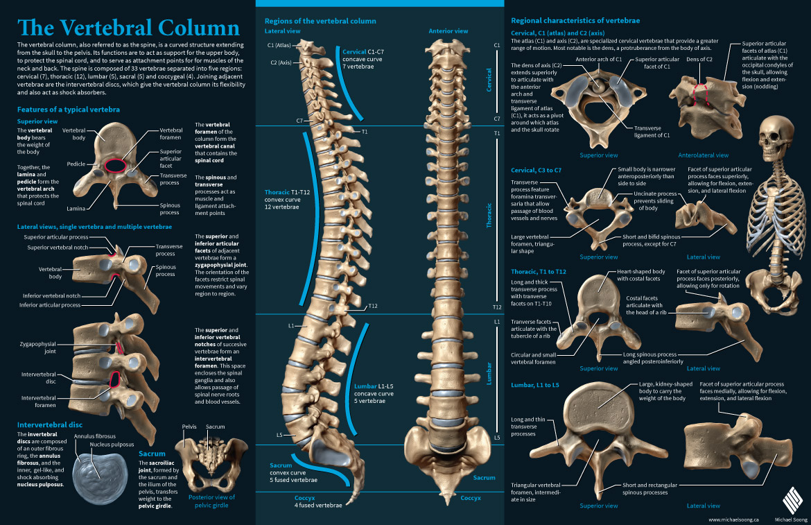 Vertebral Column