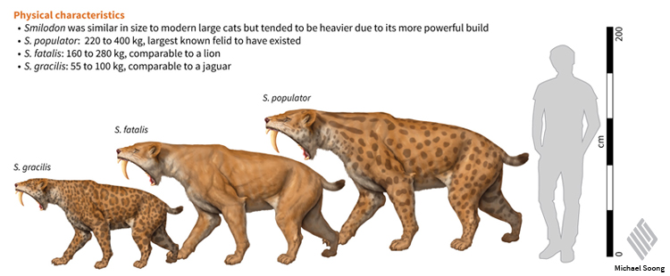 Michael Soong Smilodon 2