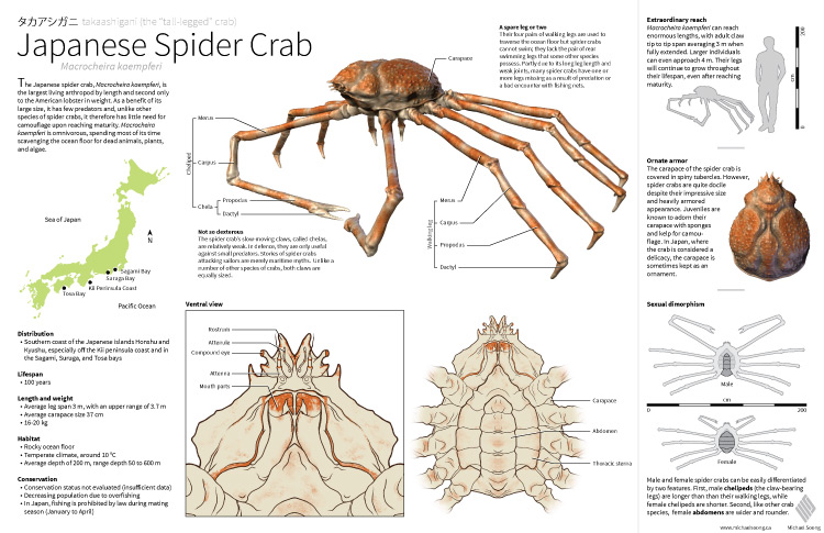 Michael Soong Spider Crab 1