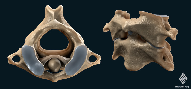 Michael Soong 3D Model Kidney