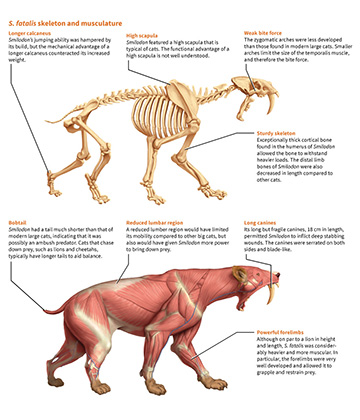 Michael Soong Smilodon Fatalis