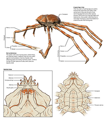 Michael Soong Japanese Spider Crab